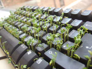Cress_keyboard-3_sprouting_other_side.jpg