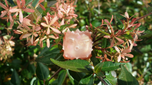 Post your Nightcaps! 181908-0