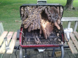 Beehive-in-a-grill-1.jpg