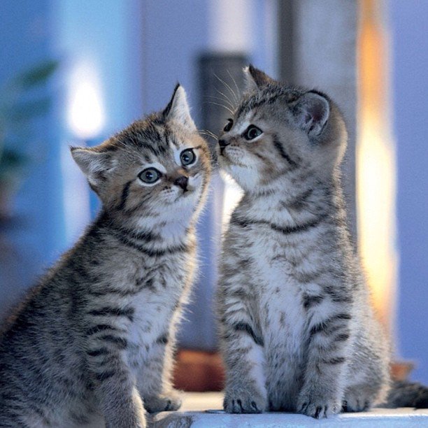 just post aww