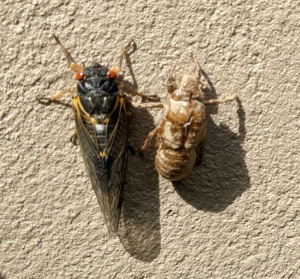 cicada-001.jpg