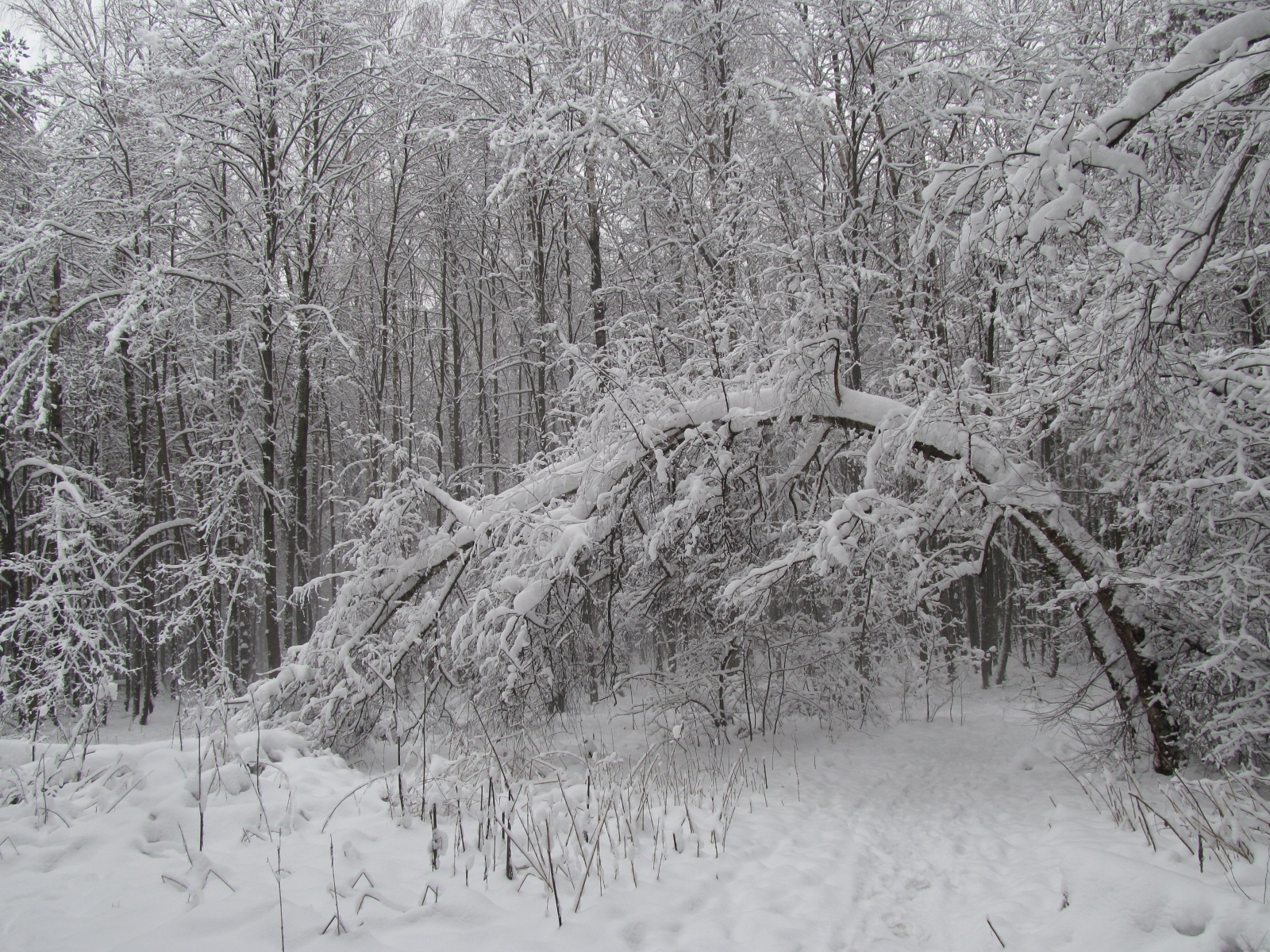 TOMMOROW'S WEATHER 47278-0