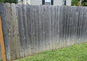 304-cicadas-fence-2021-05-16.jpg