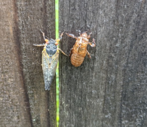 cicada-after-breaking-out-01.jpg