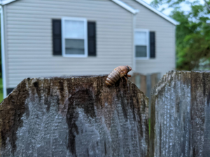 cicadas-emerging-2021-05-09 (11).jpg