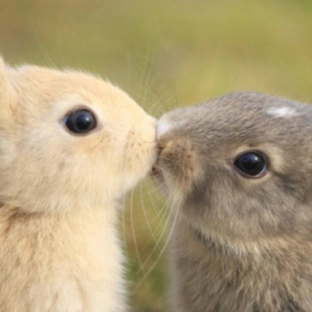 just post aww
