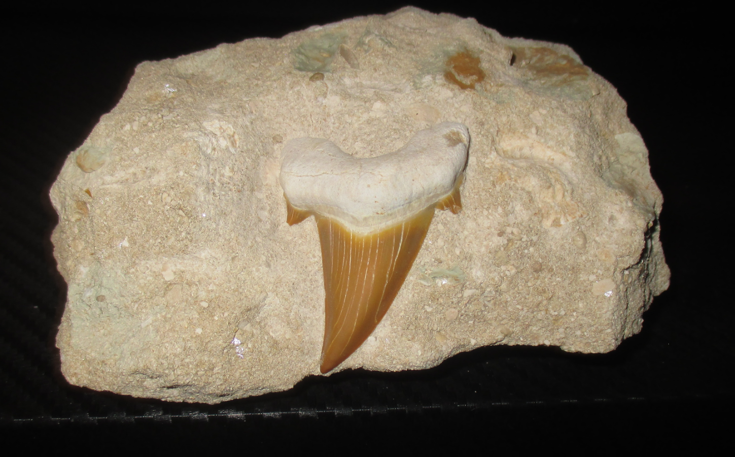 The Fossil Collecting Thread 185468-5