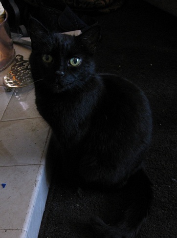 Post Your Pets