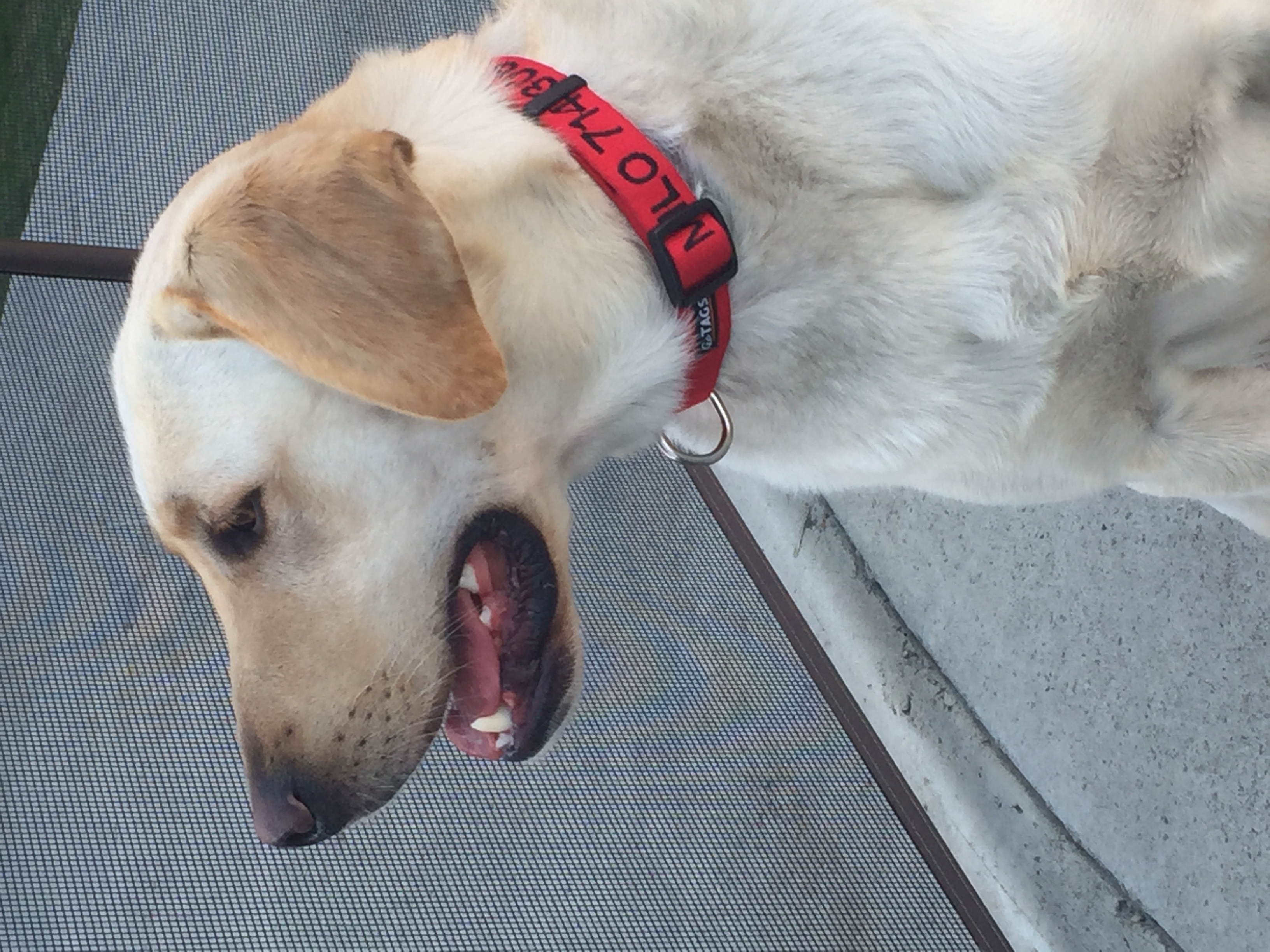 Post Your Pets 211000-0