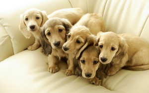cute-puppies-dogs1.jpg
