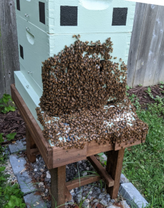 bee-bearding-square-colony-2021.jpg