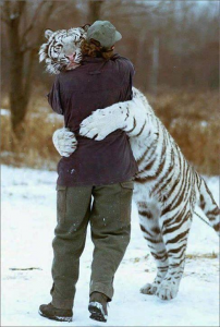 white_tiger_hug.jpg
