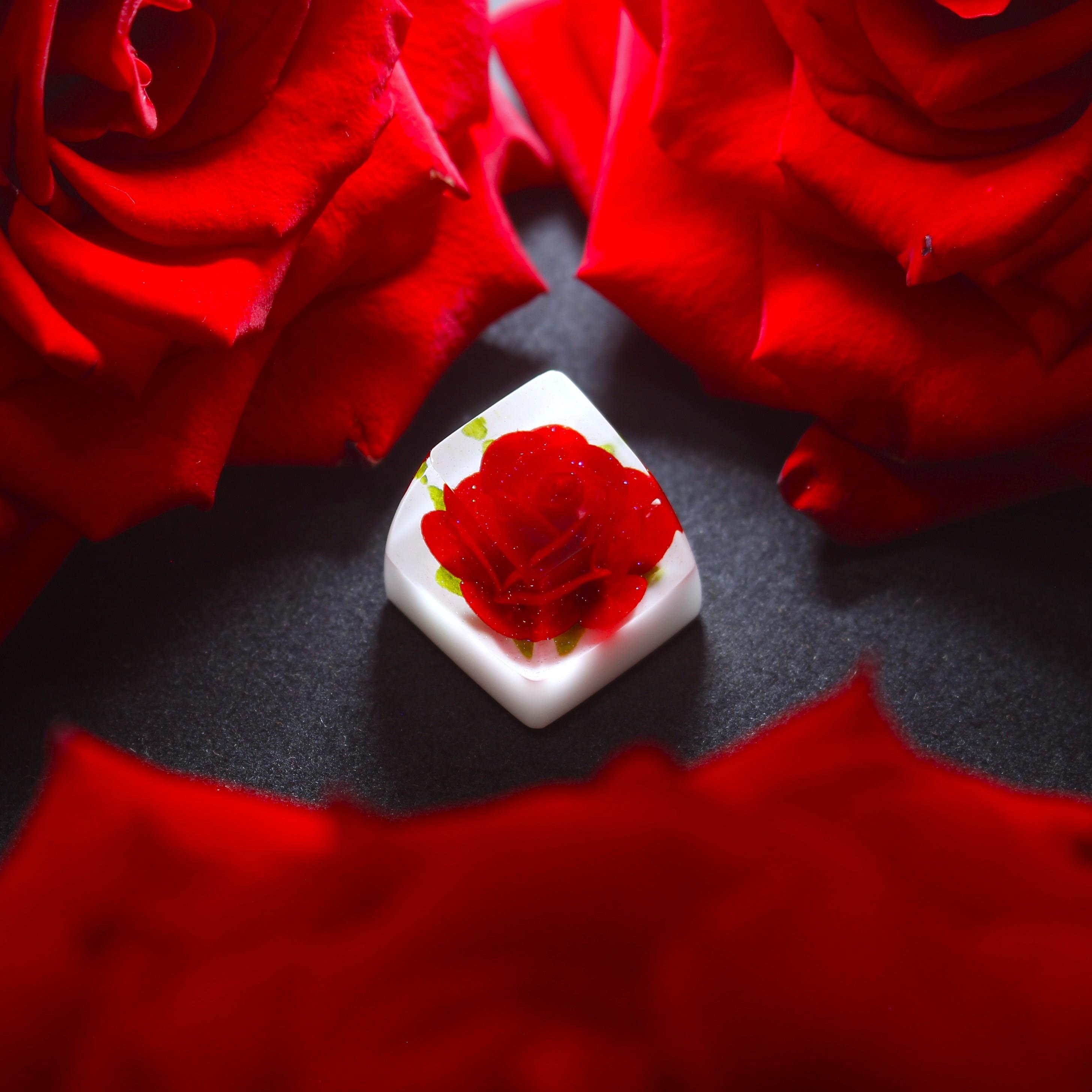 The Eye Key - Rosa ‘Chrysler Imperial’ - Antarctica 316219-2