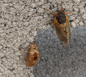 cicada-002.jpg