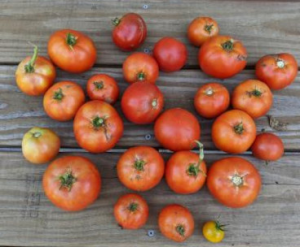 garden-tomatoes-2023-07-10.jpg