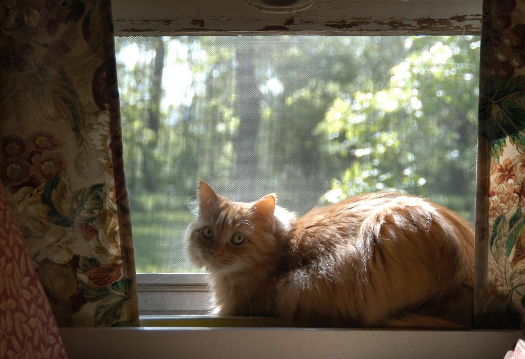 What's Bothering You? (The thread about what is bothering you.) 227168-1