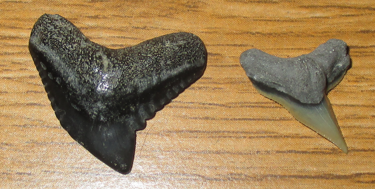 The Fossil Collecting Thread 185462-2