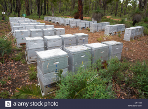 commercial-bee-hives-in-the-bush-western-australia-DF17A8.jpg