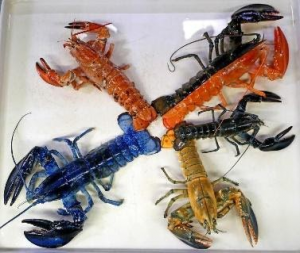 rainbow-lobsters-01.jpg