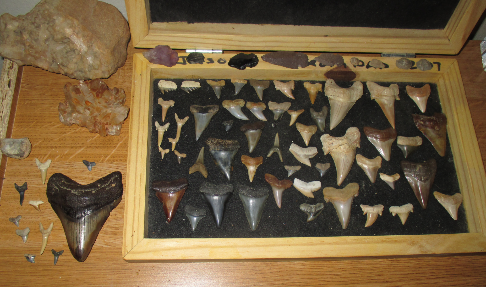 The Fossil Collecting Thread 185458-0