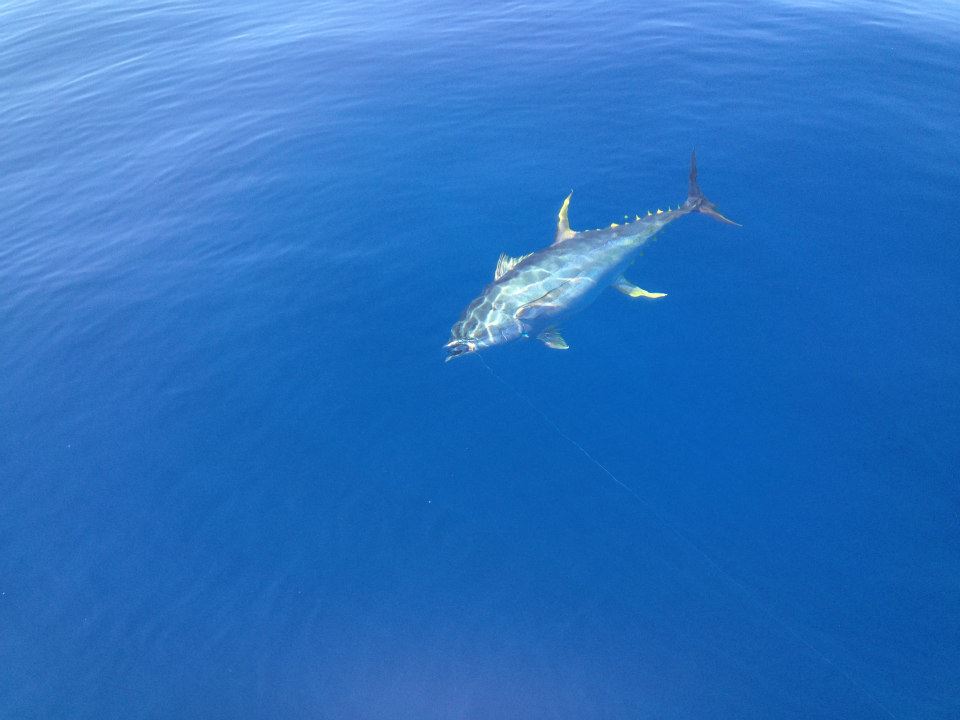 What did you do today? 60960-1