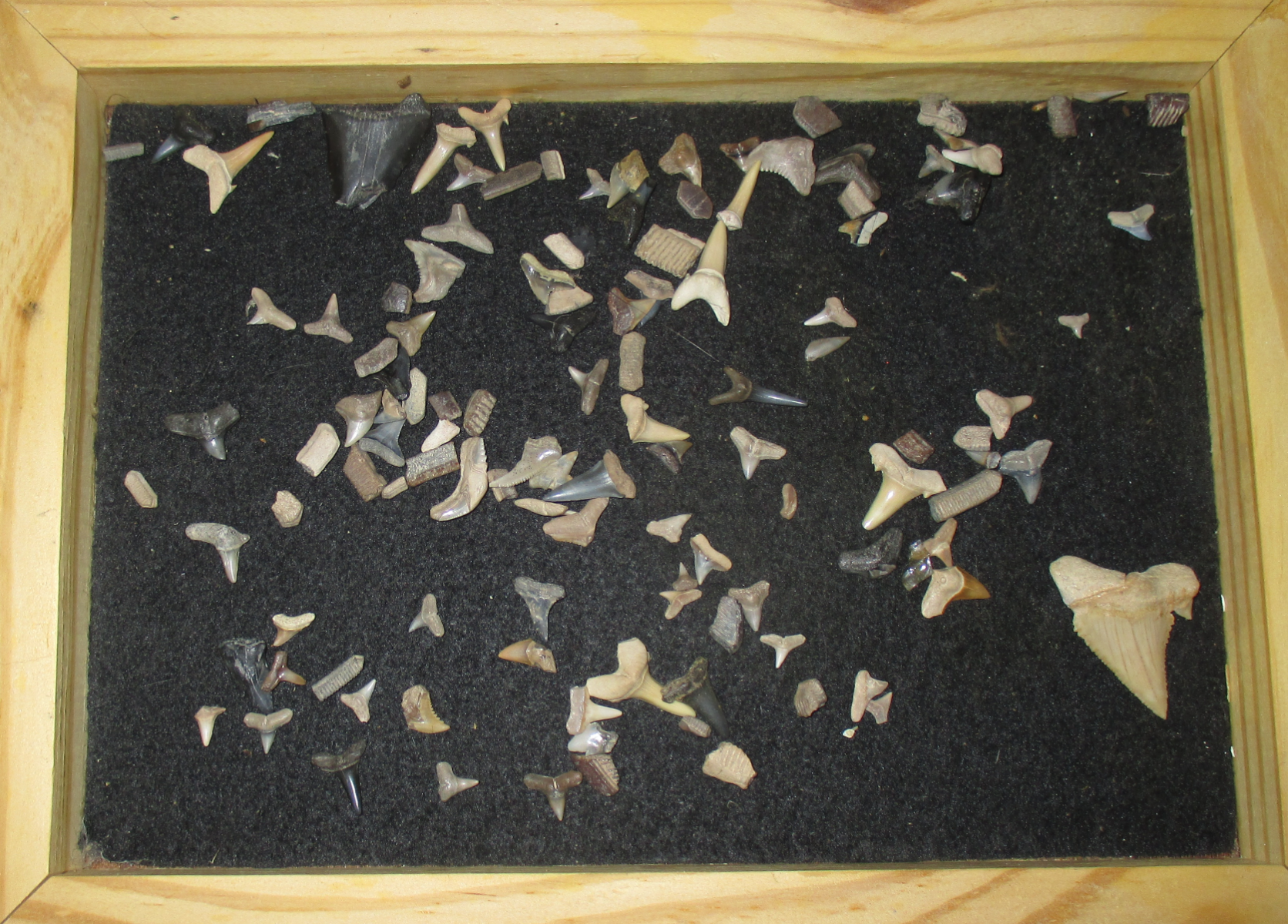 The Fossil Collecting Thread 185460-1