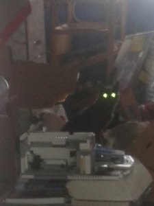 New pet!!! 143731-0