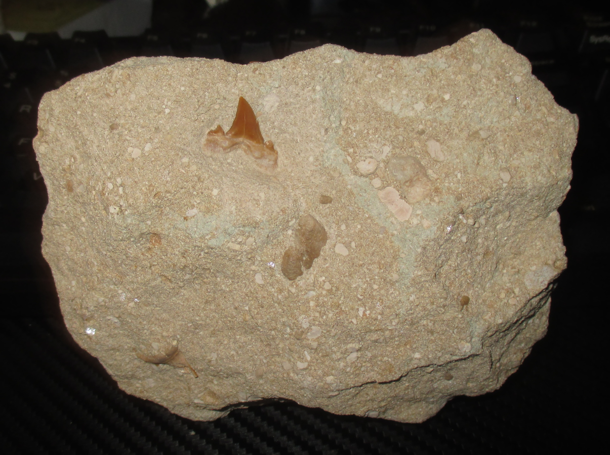 The Fossil Collecting Thread 185470-6