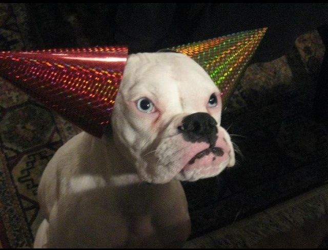 Happy Birthday Beehatch.