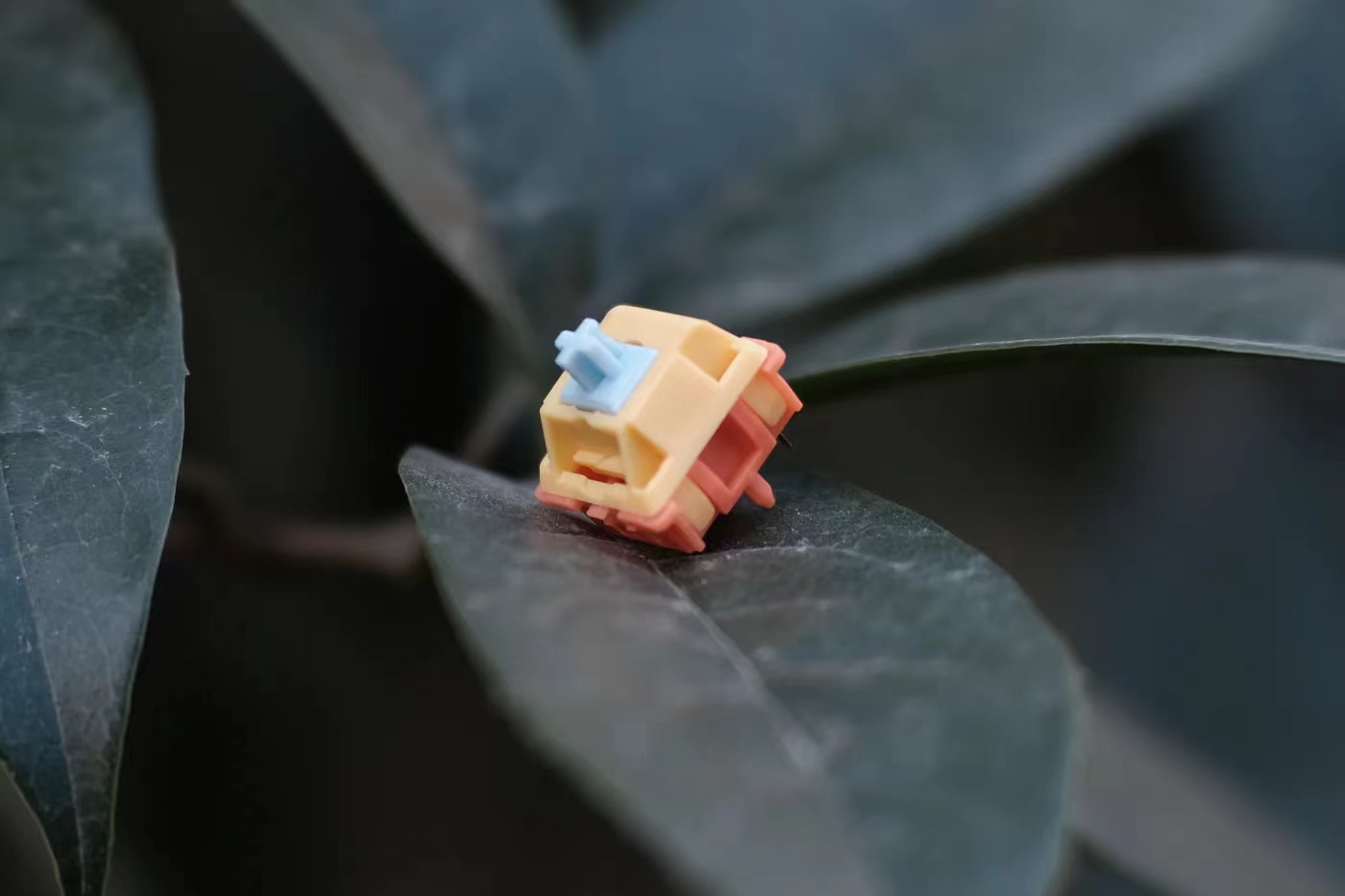 【IC】Autumn Rain switch . 282327-0