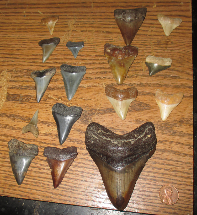 The Fossil Collecting Thread 185464-3