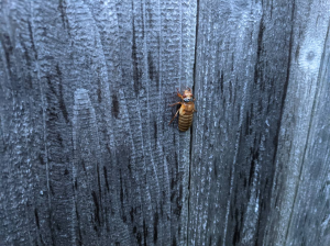 cicadas-emerging-2021-05-09 (12).jpg