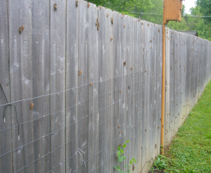 cicadas-climbing-fence.JPG