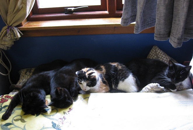 Post Your Pets 28584-1