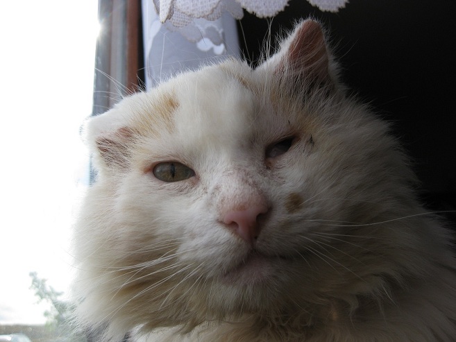 Post Your Pets 28588-3