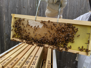 Beekeeping-with-kids-2021-06-19 (5).jpg