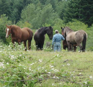 Post Your Pets 46305-0